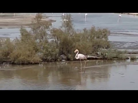 Dubai Ras Al Khor Wildlife Sanctuary محمية رأس الخور