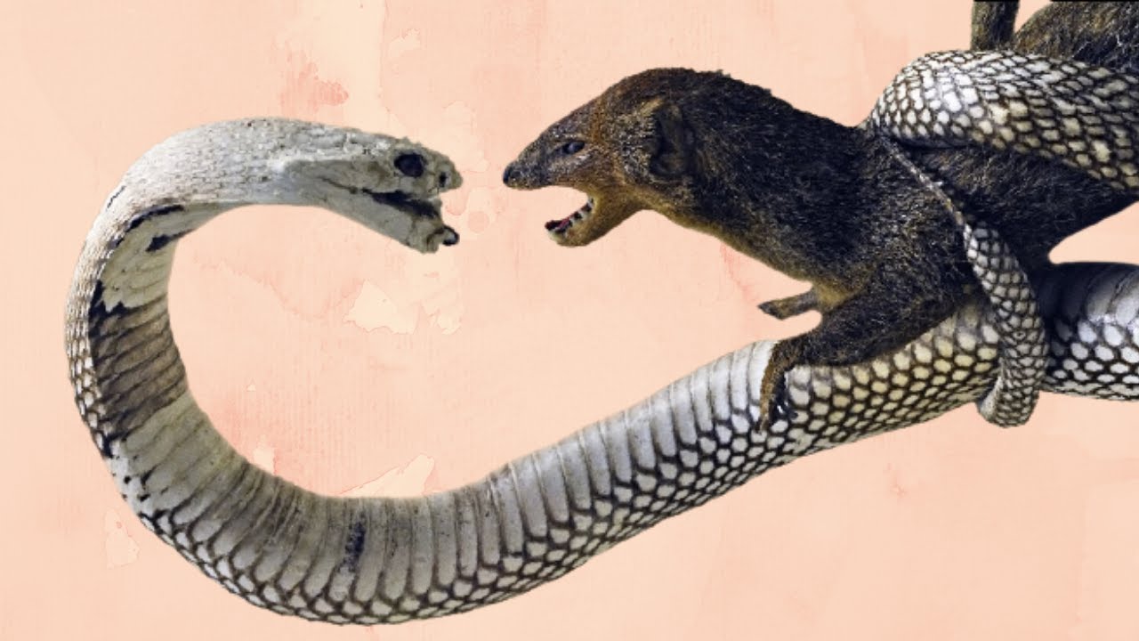 Anche il Cobra Reale Ha Paura di questo Animale YouTube