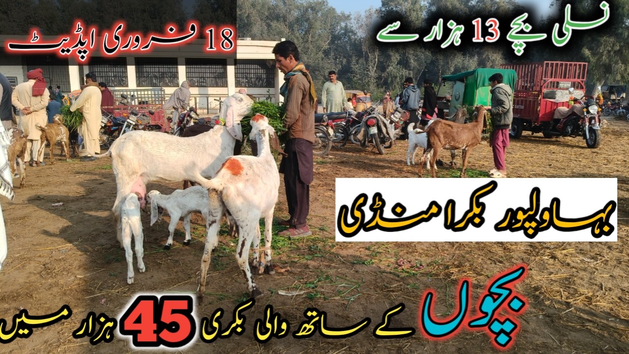 Bahawalpur Bakra Mandi Latest Price Update | Makhi Chena & Rajanpuri Bakra Ki Latest Update #bakra 