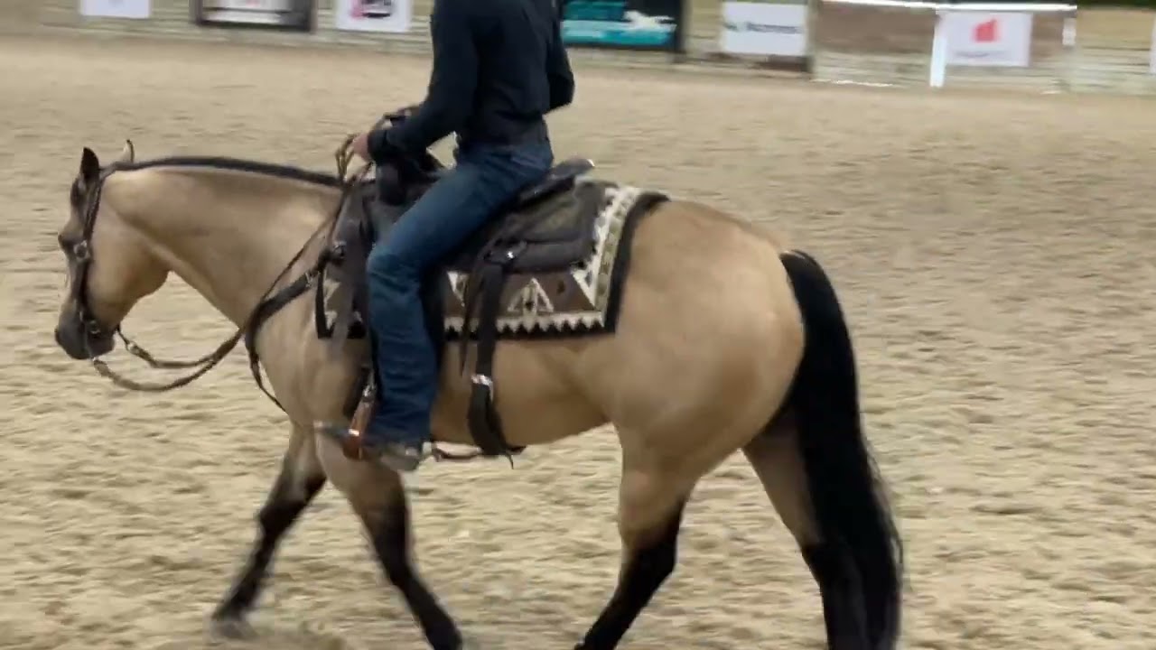 Aqha Level 1 Rules