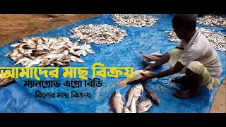 মাছ বিক্রয় | Mach bikri | Fish market in Savar Nama bazar | বিলে মাছ চাষ |