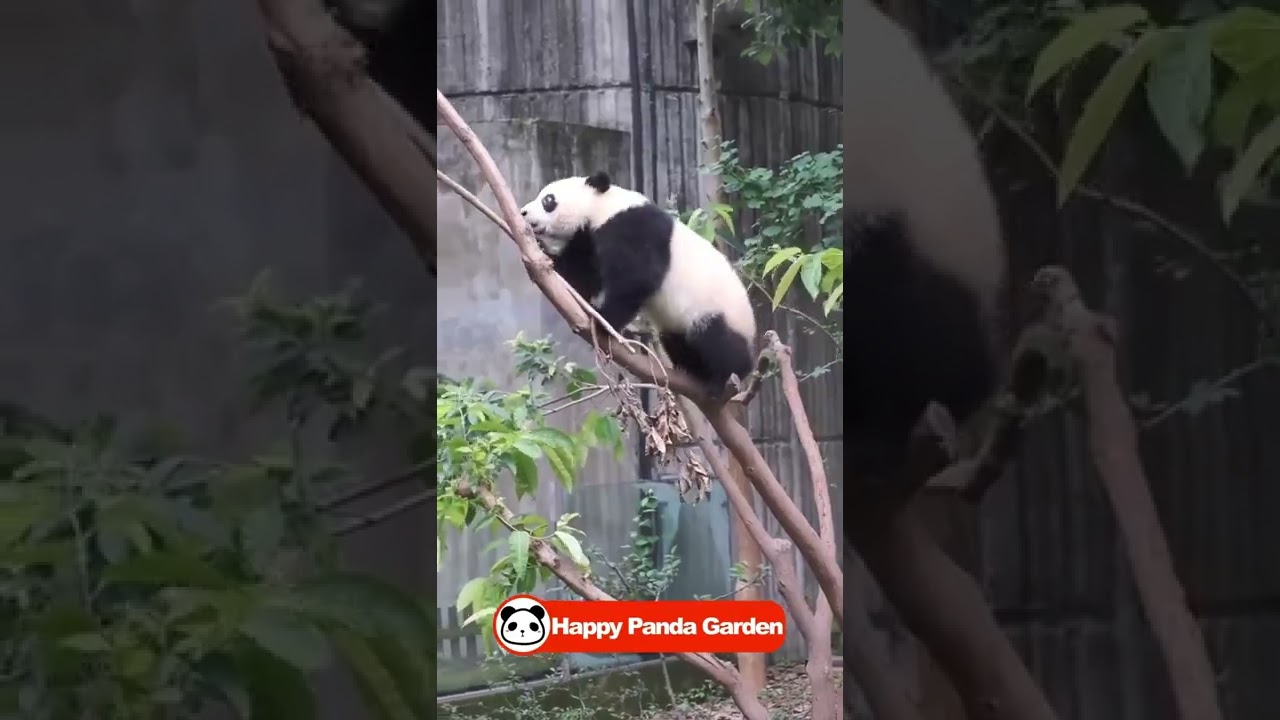 Fall from tree | Happy Panda Garden (Cute PANDA)