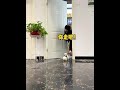 # Pomeranian # Tea Cup Dog # Shunsuke