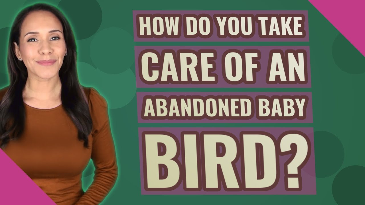 How do you take care of an abandoned baby bird? YouTube