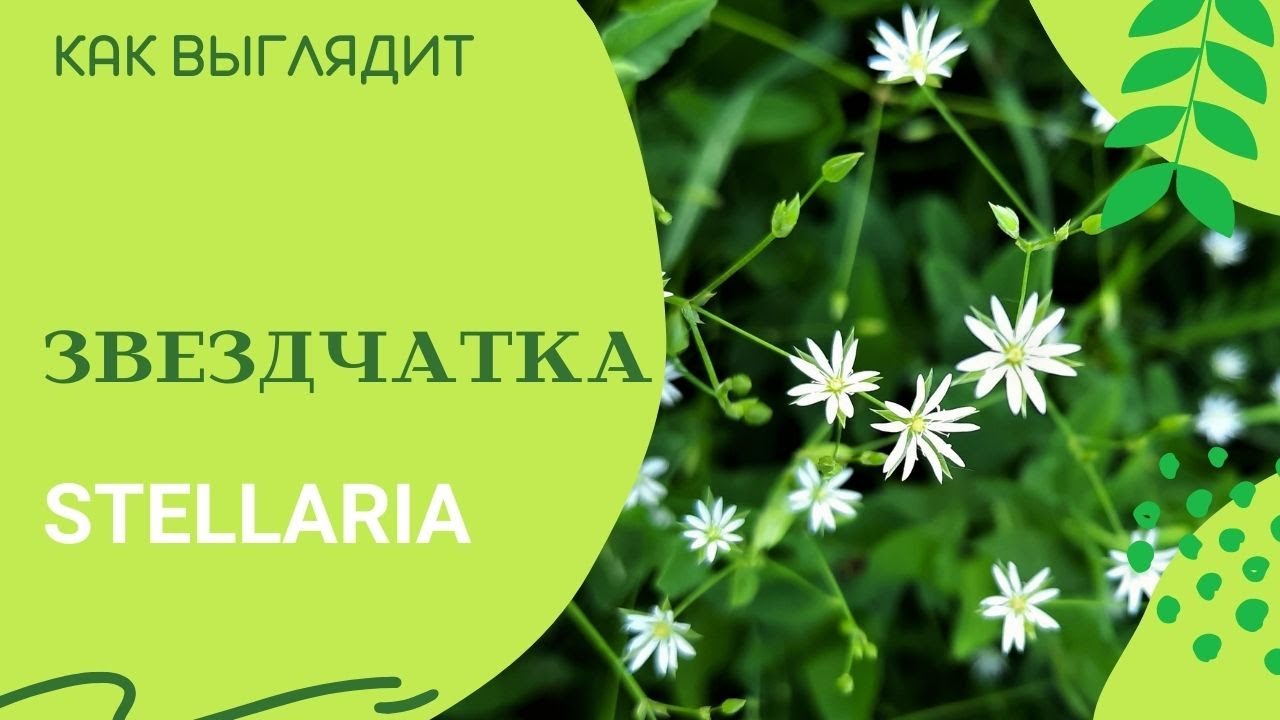 Звездчатка / Звездчатка злаковидная / Stellaria graminea