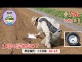 苦土石灰を施用していない畑の土壌酸度を測定して、石灰施用有無を判断する　第176話　【オーガニック栽培】