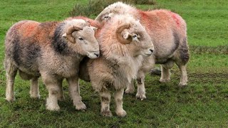 Herdwick Sheep | The Rainbow Sheep