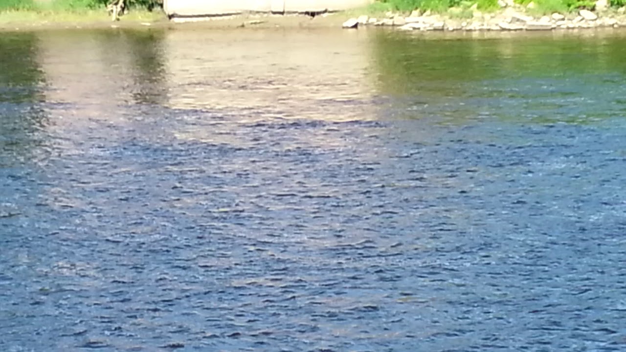 Sturgeon Jumping Out of the Kennebec River in Augusta, Maine YouTube