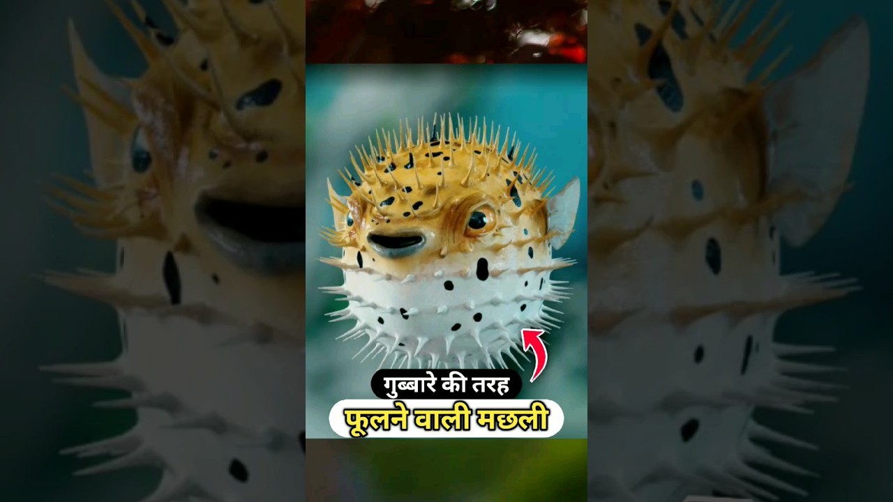 puffer fish  