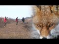 Hunting Serbia - Fox hunting 2 | Lov na lisice Vojvodina - okolina Zrenjanina | Hunting predator