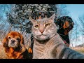 Funny Dogs Videos Compilation | The most popular latest videos