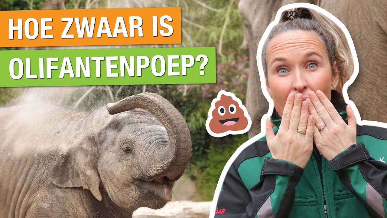 ZOVEEL EET EN POEPT EEN OLIFANT! 😱 DIT MOET JIJ WETEN OVER DIERENPOEP