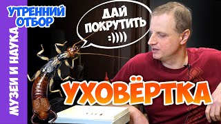 Уховертка - всесторонний разбор. Тимофей Левченко