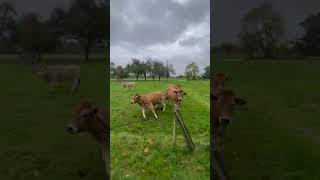Cow Jumps and Runs Alongside Rider After Hearing Call