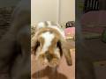 おにぎり顔のかわいい生き物がカメラを発見すると #うさぎ #bunny #ホーランドロップ #ロップイヤー #shorts