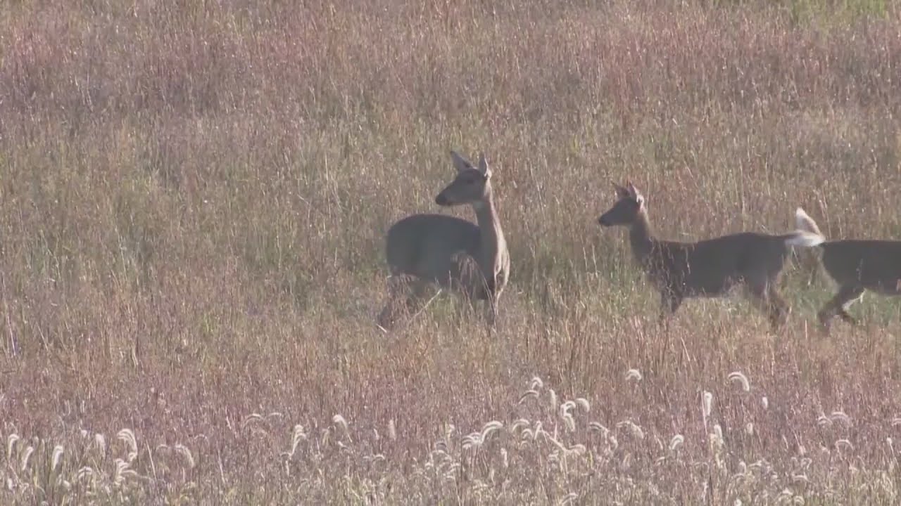 Winter season means rise in deer-related collisions - YouTube