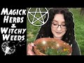 MAGICK HERBS and WITCHY WEEDS from Your Backyard