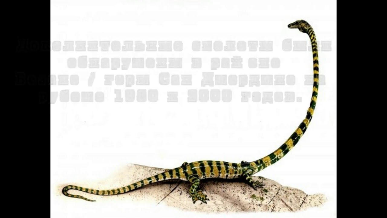 Танистрофей  Tanystropheus longobardicus  (1 часть)
