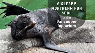 A Sleepy Northern Fur Seal at the Vancouver Aquarium @papaatthezoo