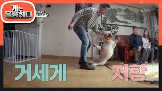 강 훈련사에 거세게 공격하는 쿤 [개는 훌륭하다/Dogs Are Incredible] 20200323
