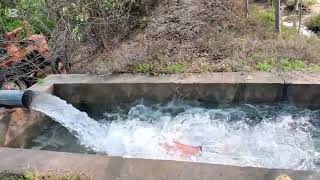 New Tube Well Swimming Vlog Full Time