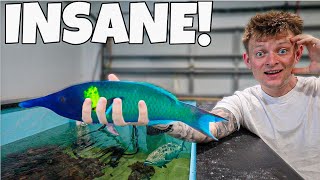 I FINALLY BOUGHT THIS FISH!