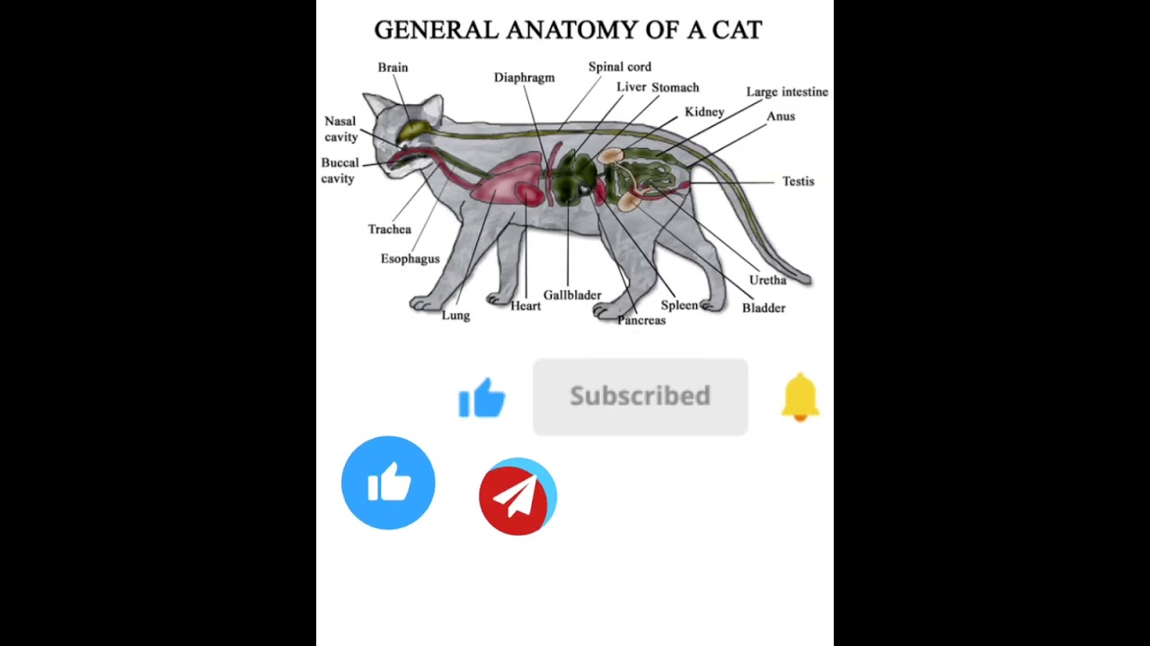 Anatomy of CAT