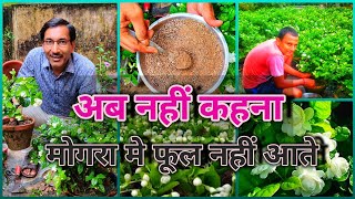 Nursery trick of getting Hundreds of flowers in Mogra / एक चम्मच डालें और मोगरा मे पायें हज़ारो फूल