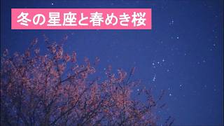 冬の星座と春めき桜（SONYα7SⅢリアルタイム星空動画）
