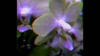 Stereoscopic taken with Samsung WB1000