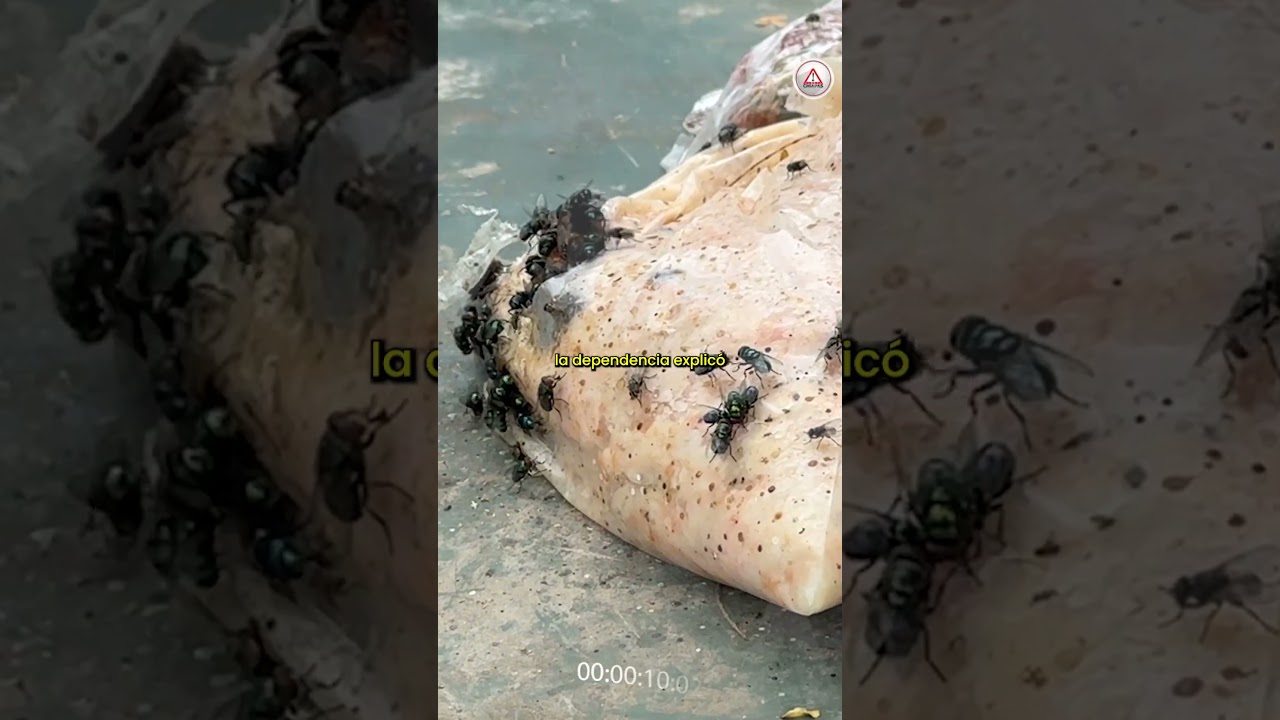 Reportan nuevos casos de miasis