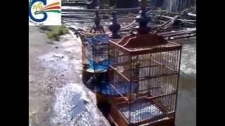 Suara Kicau Burung Kacamata Juara