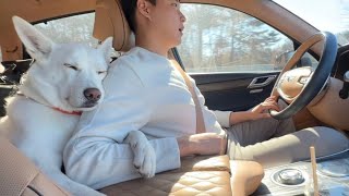 What happens when an ENFP female Jindo dog falls in love by 진똑개 풍이 838,724 views 4 months ago 5 minutes, 4 seconds