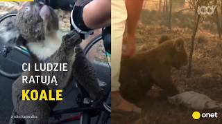 Pożary lasów pustoszą Australię. Dramatyczny los misiów koala | Onet100