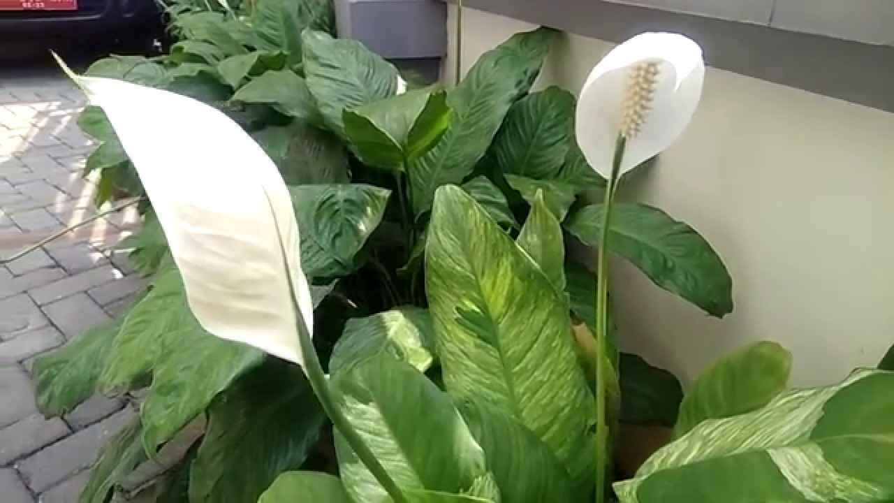 Peace lily flower (Spathiphyllum Cochlearispathum) tanaman hias yang mirip  kepala cobra warna putih - YouTube