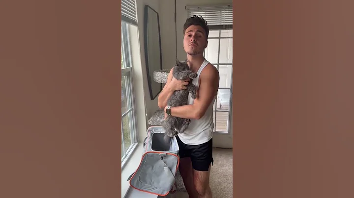 Video 11814331: mainecoon cat kitten kitty