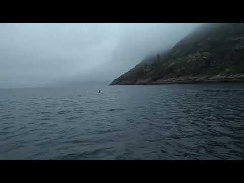 В Териберке кит полностью выпрыгивает из воды
