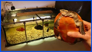 Buying A TURTLE For My 500 Gallon POOL POND!
