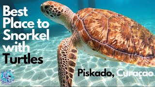 Best Place to Snorkel with Turtle, Piskado, Curaçao