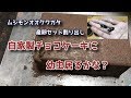 【ムシモンオオクワガタ】幼虫沢山居るかな？【ぴぴんap】