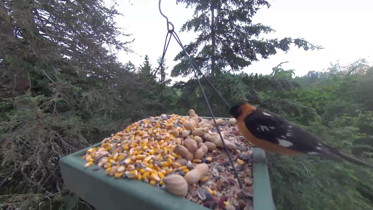 An Oriole Visits! 