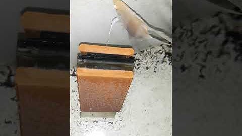 Cá ông tiên /  cá ông tiên vàng abino đẻ trứng khủng