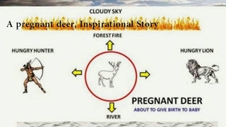 Details Motivational Story in English - A Pregnant Deer, An Inspirational Typography Story News