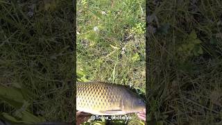 ОГРОМНЫЙ САЗАН СЛОМАЛ САЧОК! ПРЫГНУЛ ЗА НИМ В ОЗЕРО#рыбалка #fishing #carpfishing #сазан #природа