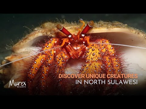 Unique Marine Creatures of North Sulawesi, Indonesia | Scuba Diving with Murex Resorts