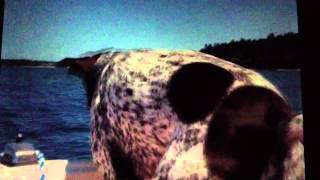 Jax Attax German Shorthaired Pointer