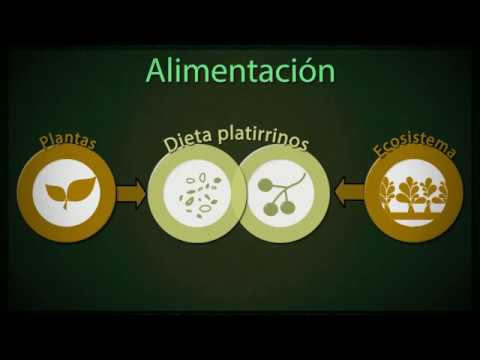 Los platirrinos. Los monos del Nuevo Mundo.