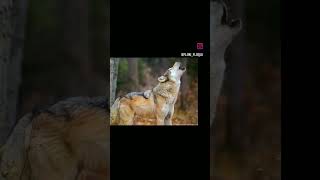 Lobo Solitário Chamando