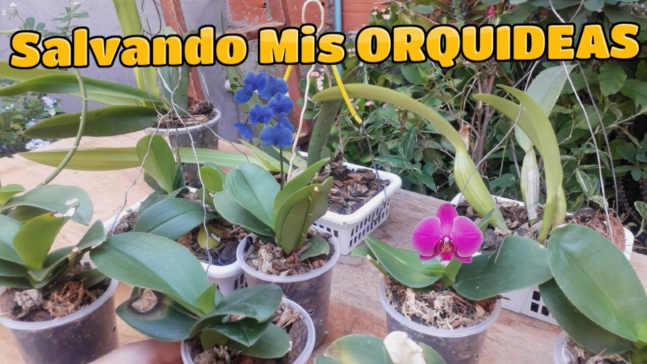 Cómo se riegan las orquídeas