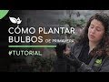 Jardinera cmo plantar bulbos de primaveraverano